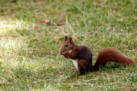 A squirrel looking for food Stock Photos