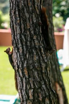 A squirrel looking for food Stock Photos