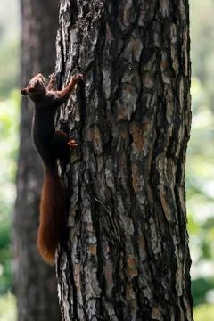 A squirrel looking for food Stock Photos
