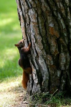 A squirrel looking for food Stock Photos