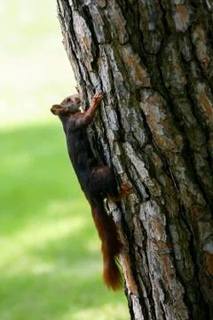 A squirrel looking for food Stock Photos
