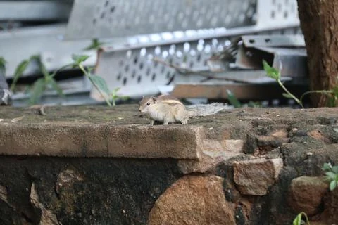 Squirrel Looking for Food Stock Photos
