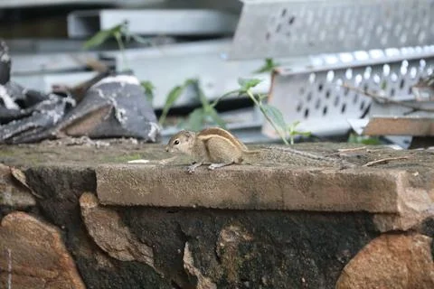 Squirrel Looking for Food Stock Photos