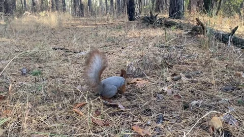 Squirrel is looking for food in a pine forest. Stock Footage 253021050