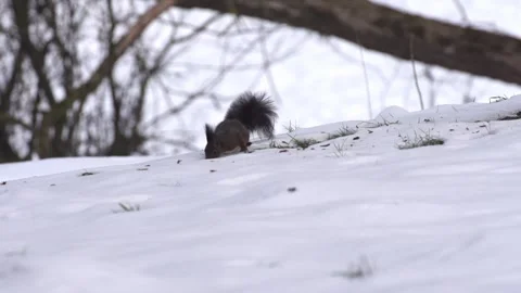 Squirrel is looking for food in the snow  Stock Footage 300368454