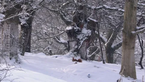Squirrel is looking for food in the snow Stock Footage 300368496