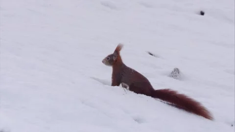 Squirrel is looking for food in the snow Stock Footage 300368509