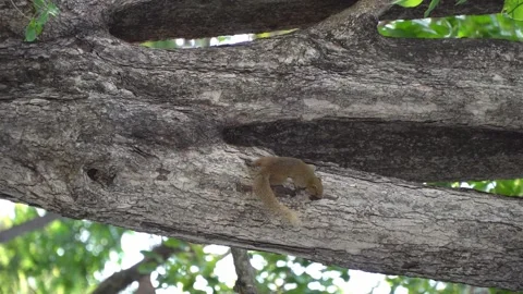 Squirrel looking for food on the tree Stock Footage 304098803
