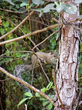 Squirrel Looking For Food on Tree Stock Photos
