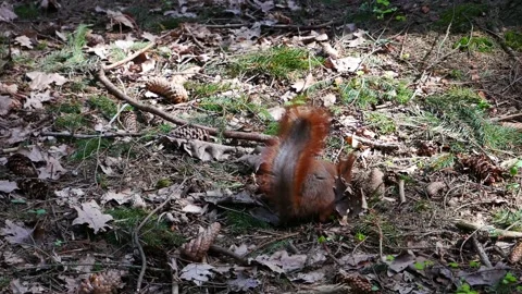 The squirrel is looking for food under the old leaves in the forest. Video stock 191012956
