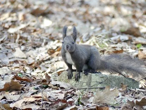 Squirrel looking on forest floor surrounded by dry leaves Stock Photos