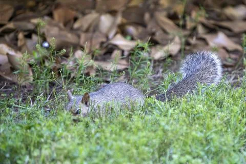 Squirrel looking in the grass Stock Photos
