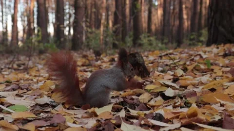 Squirrel looking for a nut in autumn foliage in autumn Stock-Footage 225705868