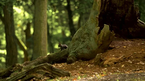 The squirrel is looking for a nut Video stock 130855861