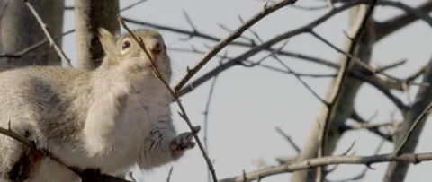 Squirrel looking for nuts, 2K Video stock 235198268