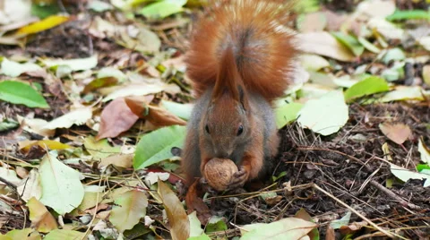 Squirrel looking for nuts Stock Footage 56572899