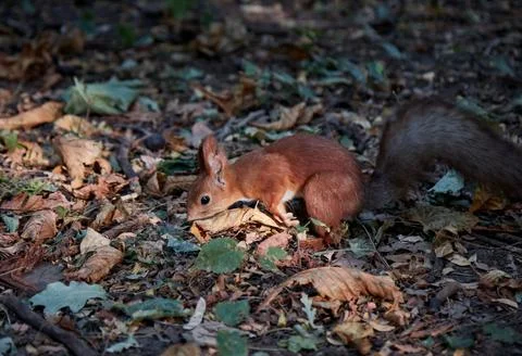 Squirrel looking for nuts in the forest autumn leaves and sunset, the sunbeam Stock Photos