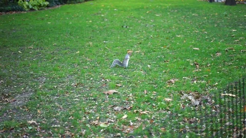 Squirrel looking for oak nuts in the grass. Video stock 125715545