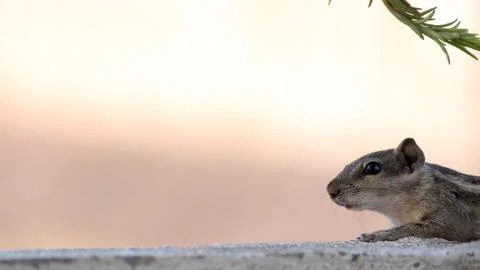 Squirrel looking Stock Photos