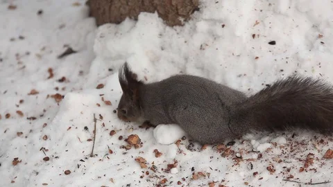 Squirrel looking for some food in winter day Stock Footage 86548374