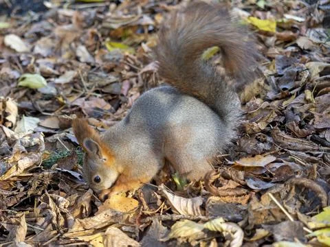 Squirrel is looking for something in the fallen leaves in the autumn in the P Stock Photos