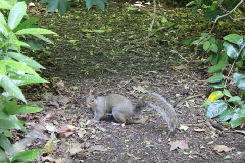 Squirrel looking for something in a forest Foto stock