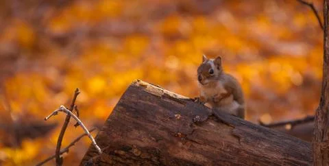 Squirrel looking what's going on. Stock Photos