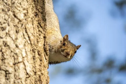 Squirrel looking at you Red deer silhouette in richmond park london Stockfoto's