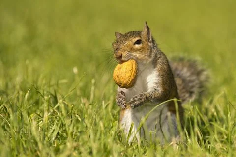 A squirrel looking at you while holding a nut with the mouth in the green g.. Stock Photos