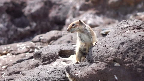 Squirrel looks around and run away in slow motion 120fps Stock Footage 153869817