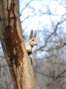 Squirrel looks from behind a tree Stock Photos