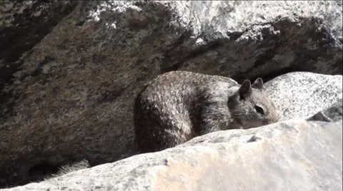 Squirrel Looks at Camera Vídeo Stock 24902851