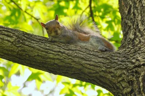 A squirrel looks at the camera Stock Photos
