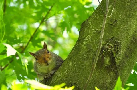 A squirrel looks at the camera Stock Photos