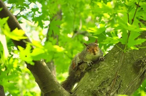 A squirrel looks at the camera Stock Photos