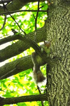 A squirrel looks at the camera Stock Photos