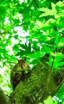 A squirrel looks at the camera Stock Photos