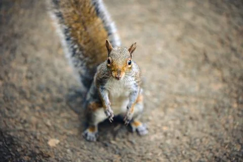 A squirrel looks up at the camera Фото