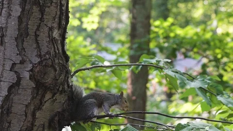 Squirrel looks down from perch before turning to climb tree Stock Footage 97300625