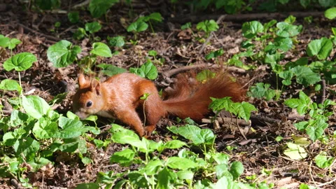 Squirrel looks for a hidden nut. Shooting in the summer in the forest. Video stock 313377145