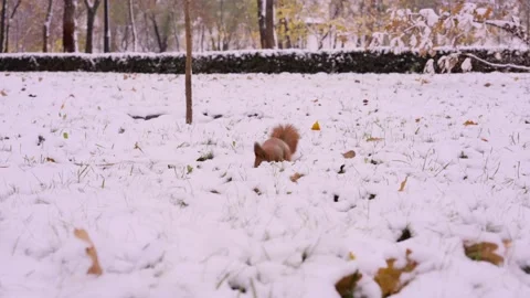 A squirrel looks for a nut in the foliage under the snow and jumps in the park Stock Footage