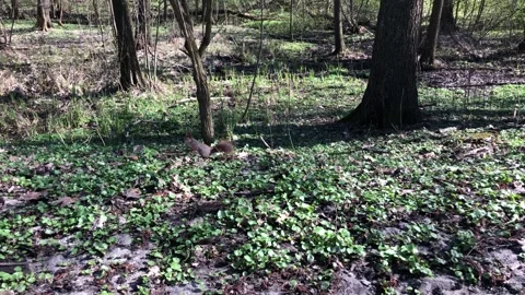 The squirrel looks for a nut on the ground and runs away with it Stock Footage 272184779