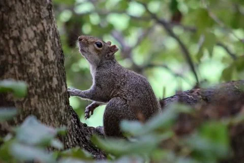 Squirrel looks up Stock Photos