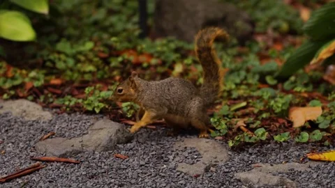 Squirrel looks suspiciously at camera and wiggles tail Stock Footage 74289385