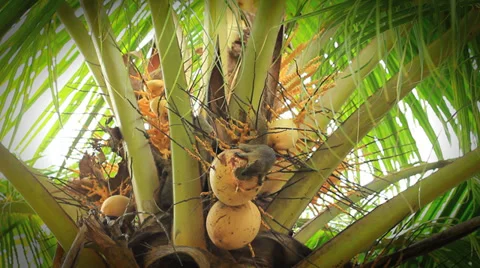 A squirrel is lost in the tropics so breaks into a coconut Stock Footage 36097139