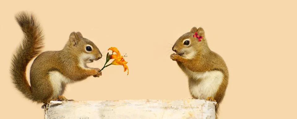 Squirrel love. Stock Photos