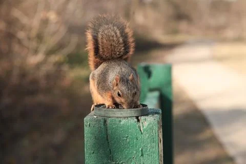 Squirrel Luncheon Stock Photos