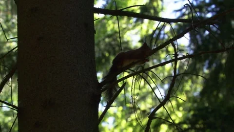 Squirrel lying calmly on a branch while resting in the tree Stock Footage 324797130