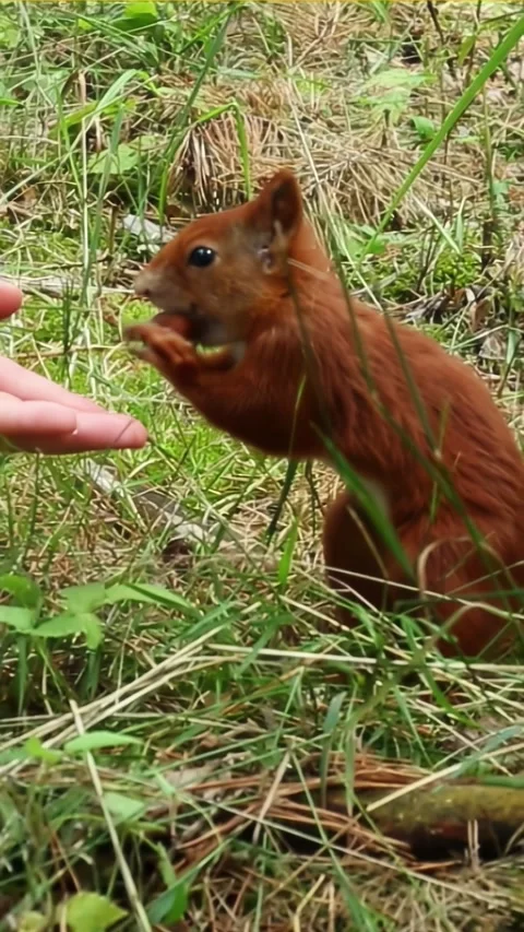 Squirrel lying relaxed while being hand-fed in grassy area Stockbeeldmateriaal 314313049