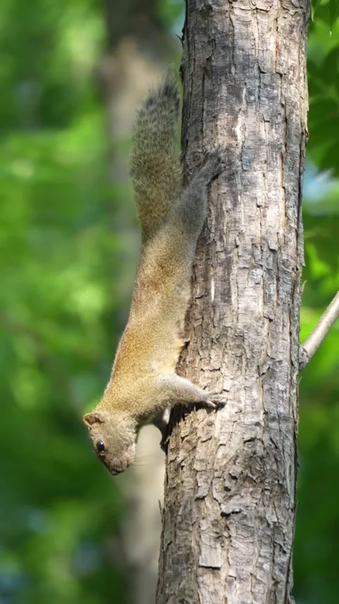 Squirrel lying on tree branch Vidéo 335662064